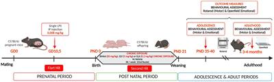 The herbicides glyphosate and glufosinate and the cyanotoxin β-N-methylamino-l-alanine induce long-term motor disorders following postnatal exposure: the importance of prior asymptomatic maternal inflammatory sensitization